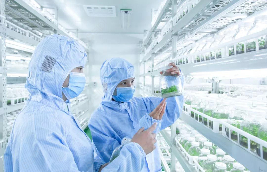 植物組培室設計的基本布局有哪些？植物組培室的基本布局有什么？